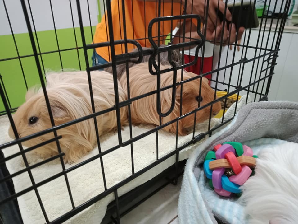 Pet 2