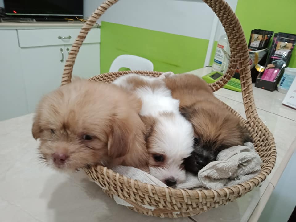 Pet 6