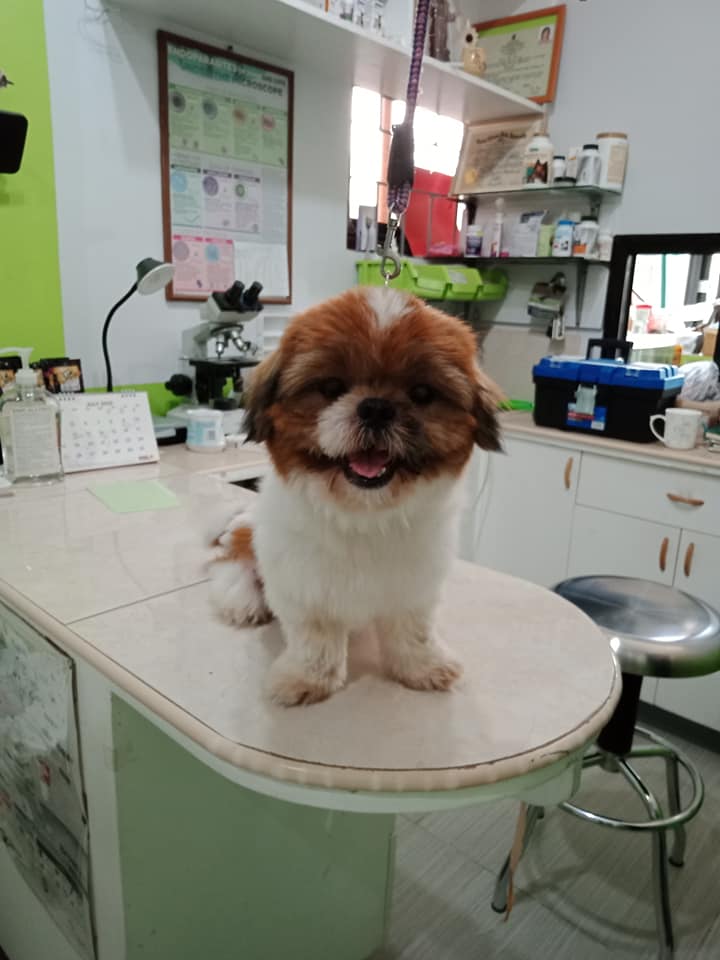 Pet 1