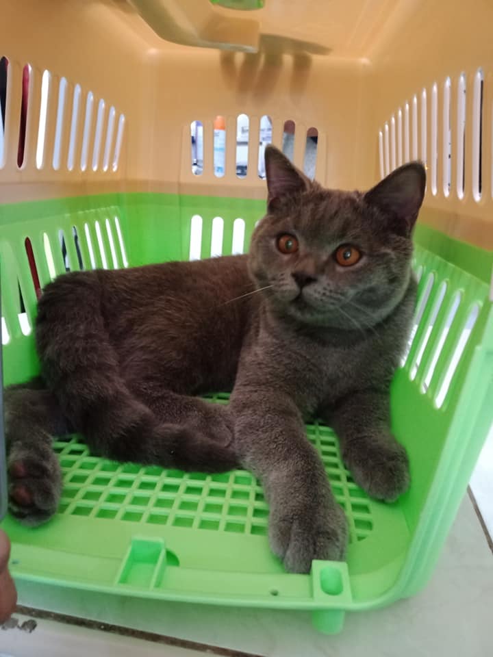Pet 3