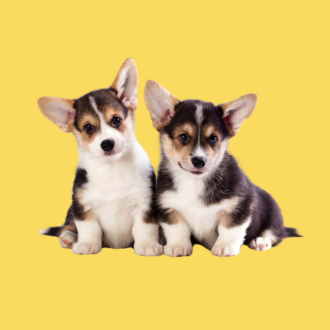 Pet Image